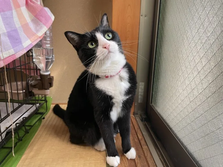 はち助教授