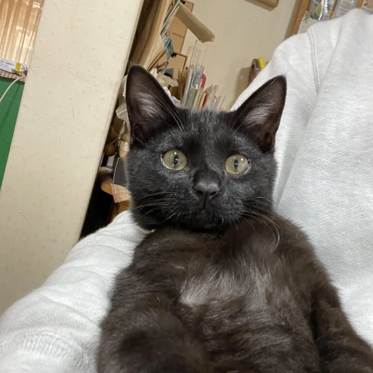 ジジ助手